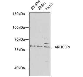 Western Blot - Anti-ARHGEF9 Antibody (A16007) - Antibodies.com