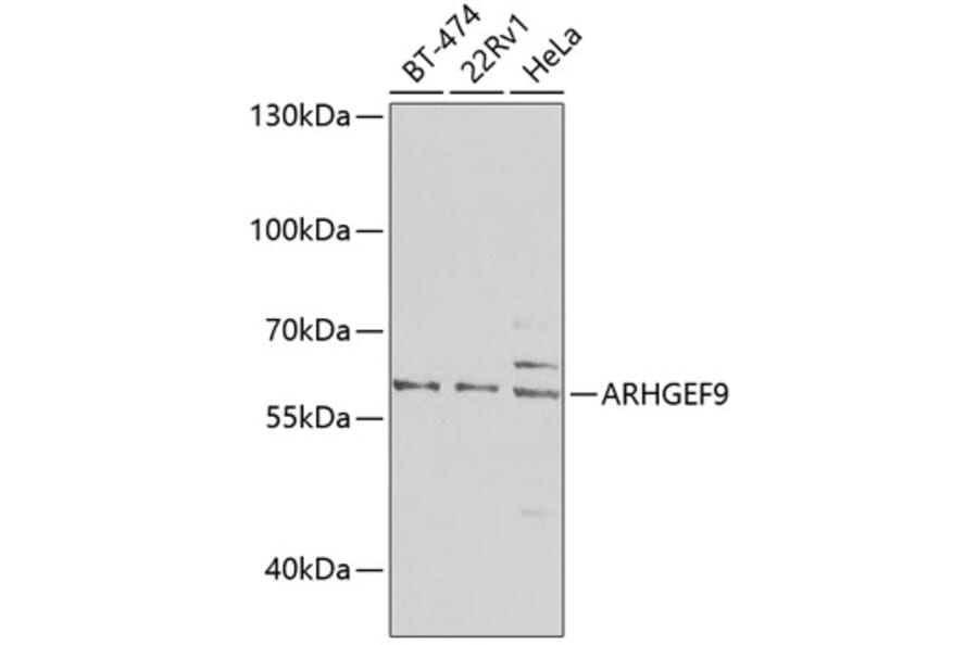 Western Blot - Anti-ARHGEF9 Antibody (A16007) - Antibodies.com