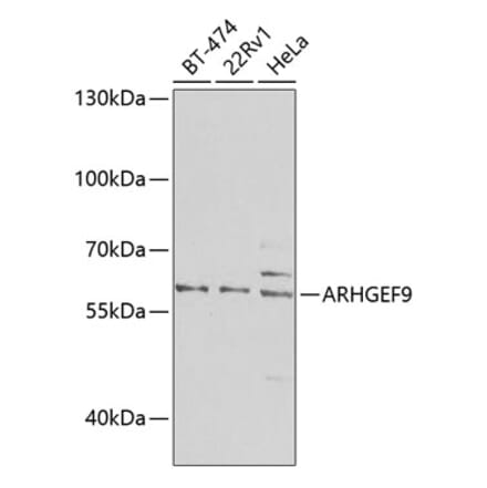 Western Blot - Anti-ARHGEF9 Antibody (A16007) - Antibodies.com