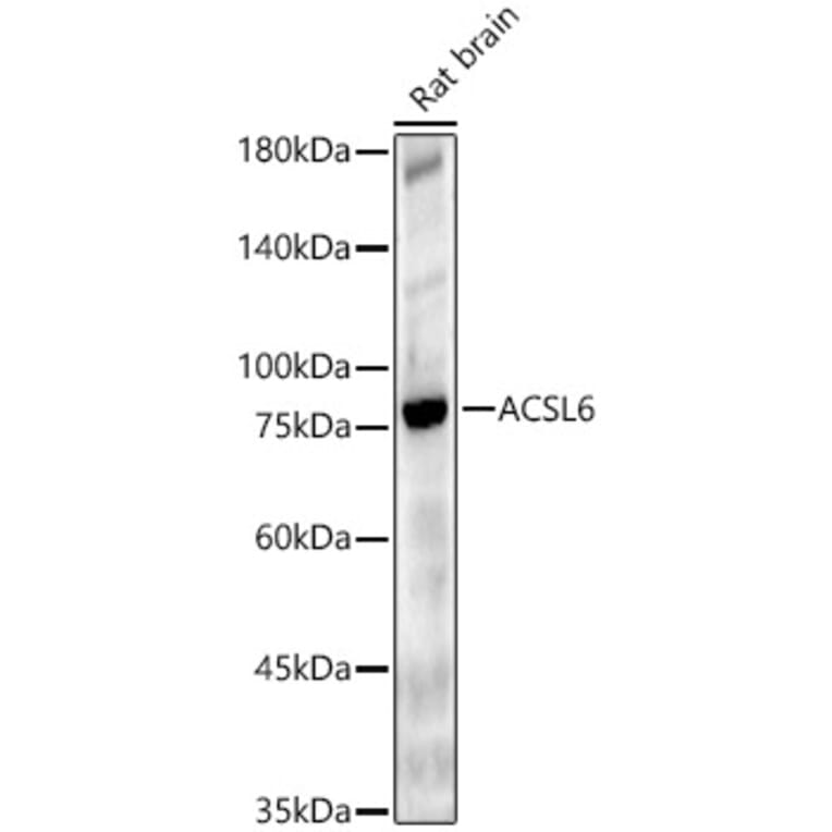 Western Blot - Anti-ACSL6/ACS2 Antibody (A16008) - Antibodies.com