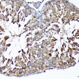 Immunohistochemistry - Anti-MTHFD1L Antibody (A16010) - Antibodies.com