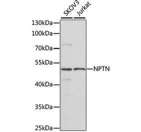 Western Blot - Anti-NPTN Antibody (A16013) - Antibodies.com