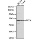 Western Blot - Anti-NPTN Antibody (A16013) - Antibodies.com