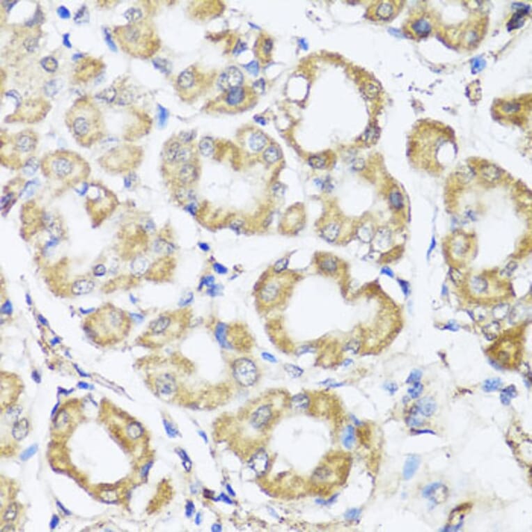 Immunohistochemistry - Anti-B9D1 Antibody (A16014) - Antibodies.com