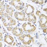 Immunohistochemistry - Anti-B9D1 Antibody (A16014) - Antibodies.com