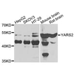 Western Blot - Anti-YARS2 Antibody (A7976) - Antibodies.com