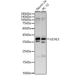 Western Blot - Anti-UCH37 Antibody (A16019) - Antibodies.com