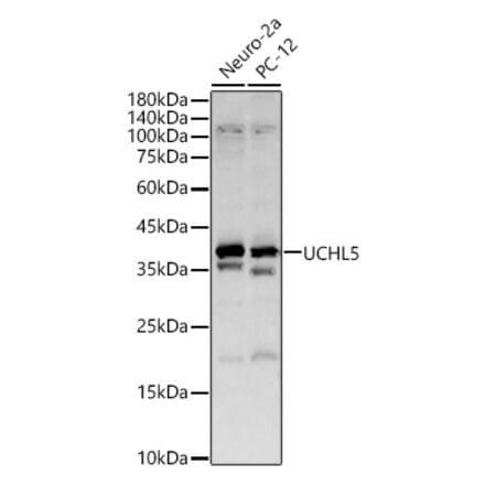 Western Blot - Anti-UCH37 Antibody (A16019) - Antibodies.com