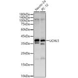 Western Blot - Anti-UCH37 Antibody (A16019) - Antibodies.com