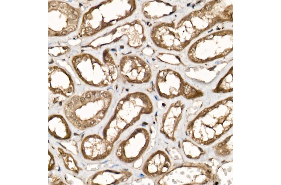 Immunohistochemistry - Anti-UCH37 Antibody (A16019) - Antibodies.com