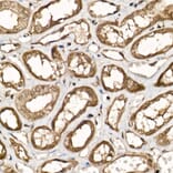 Immunohistochemistry - Anti-UCH37 Antibody (A16019) - Antibodies.com