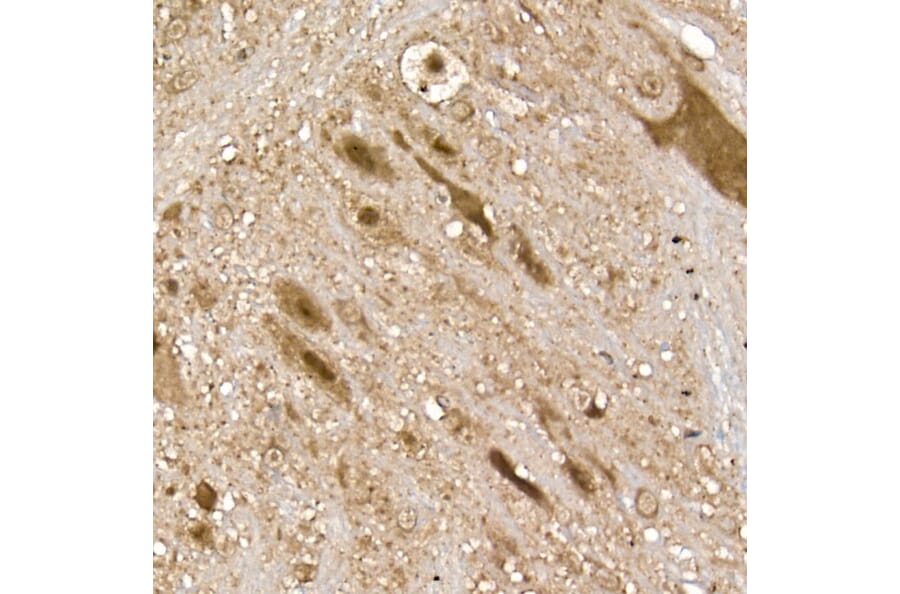 Immunohistochemistry - Anti-UCH37 Antibody (A16019) - Antibodies.com
