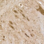 Immunohistochemistry - Anti-UCH37 Antibody (A16019) - Antibodies.com