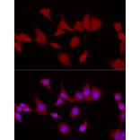 Immunofluorescence - Anti-UCH37 Antibody (A16019) - Antibodies.com