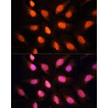 Immunofluorescence - Anti-RAP1 Antibody (A16022) - Antibodies.com