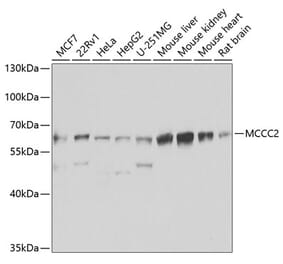 Western Blot - Anti-MCCC2 Antibody (A7990) - Antibodies.com