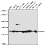 Western Blot - Anti-MCCC2 Antibody (A7990) - Antibodies.com