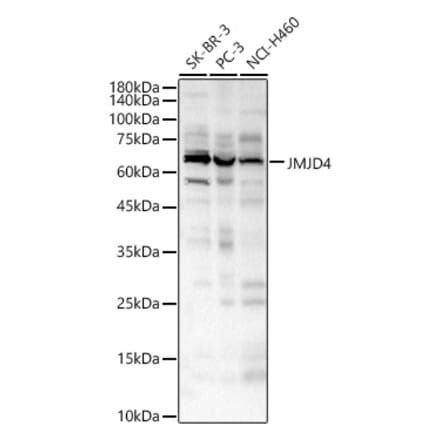 Western Blot - Anti-JMJD4 Antibody (A16028) - Antibodies.com