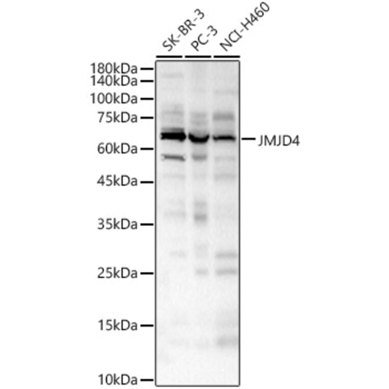 Western Blot - Anti-JMJD4 Antibody (A16028) - Antibodies.com