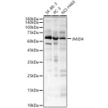 Western Blot - Anti-JMJD4 Antibody (A16028) - Antibodies.com