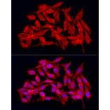 Immunofluorescence - Anti-JMJD4 Antibody (A16028) - Antibodies.com