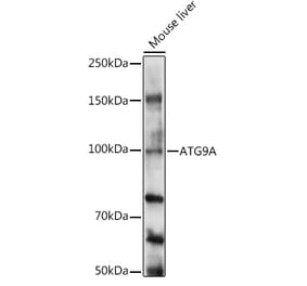 Western Blot - Anti-ATG9A Antibody (A16030) - Antibodies.com