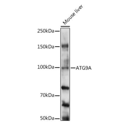 Western Blot - Anti-ATG9A Antibody (A16030) - Antibodies.com