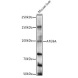 Western Blot - Anti-ATG9A Antibody (A16030) - Antibodies.com