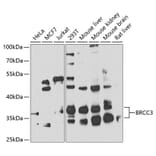 Western Blot - Anti-BRCC36 Antibody (A16031) - Antibodies.com