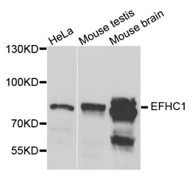 Western Blot - Anti-EFHC1 Antibody (A8002) - Antibodies.com