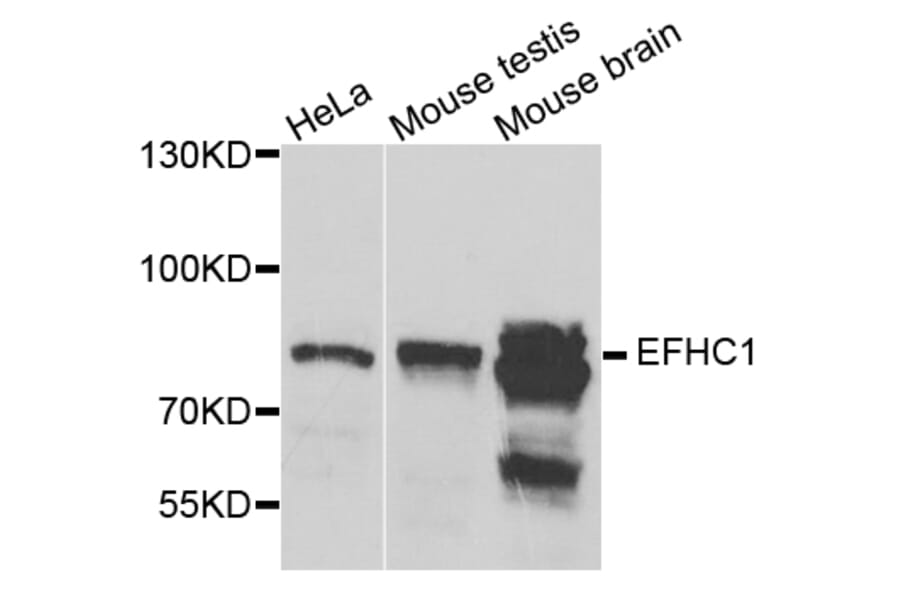 Western Blot - Anti-EFHC1 Antibody (A8002) - Antibodies.com
