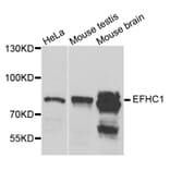 Western Blot - Anti-EFHC1 Antibody (A8002) - Antibodies.com