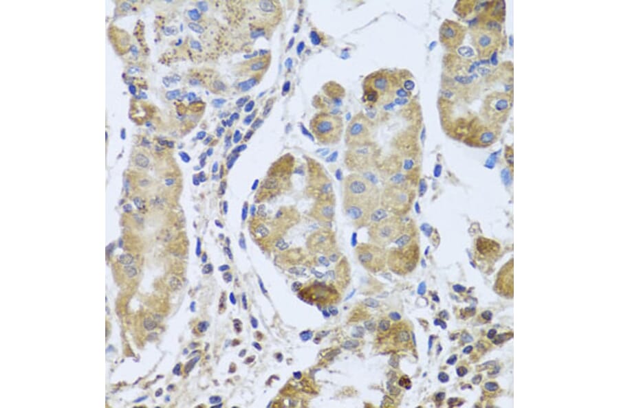Immunohistochemistry - Anti-EFHC1 Antibody (A8002) - Antibodies.com