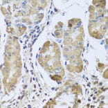 Immunohistochemistry - Anti-EFHC1 Antibody (A8002) - Antibodies.com