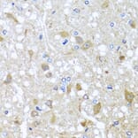 Immunohistochemistry - Anti-EFHC1 Antibody (A8002) - Antibodies.com