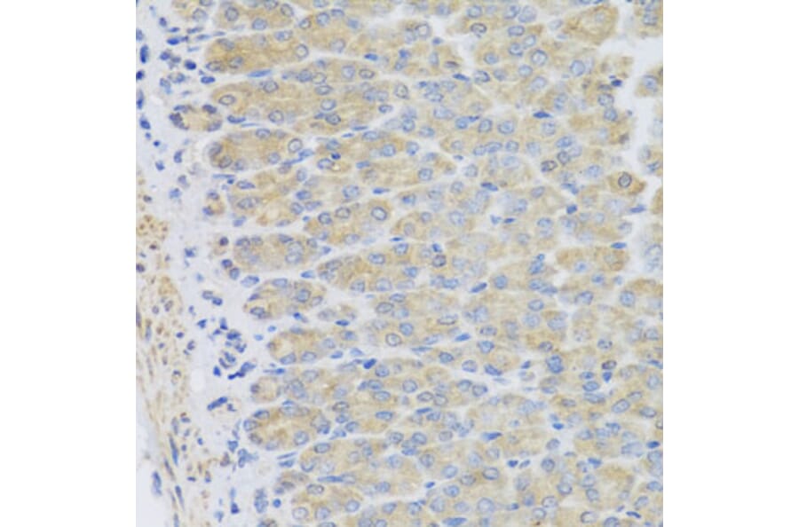 Immunohistochemistry - Anti-EFHC1 Antibody (A8002) - Antibodies.com