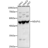 Western Blot - Anti-NDUFV1 Antibody (A16038) - Antibodies.com