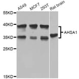 Western Blot - Anti-AHSA1 Antibody (A8018) - Antibodies.com