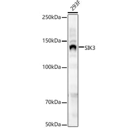 Western Blot - Anti-SIK3 Antibody (A16041) - Antibodies.com