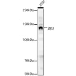 Western Blot - Anti-SIK3 Antibody (A16041) - Antibodies.com