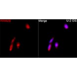 Immunofluorescence - Anti-p53R2 Antibody (A16042) - Antibodies.com