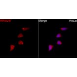 Immunofluorescence - Anti-p53R2 Antibody (A16042) - Antibodies.com