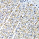 Immunohistochemistry - Anti-OSGEPL1 Antibody (A16043) - Antibodies.com