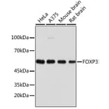 Western Blot - Anti-FOXP3 Antibody (A8024) - Antibodies.com