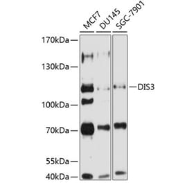 Western Blot - Anti-DIS3 Antibody (A16045) - Antibodies.com