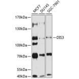 Western Blot - Anti-DIS3 Antibody (A16045) - Antibodies.com