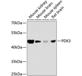 Western Blot - Anti-PDK3 Antibody (A16046) - Antibodies.com