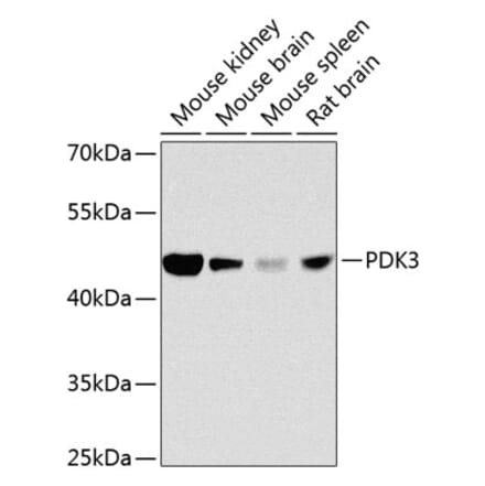 Western Blot - Anti-PDK3 Antibody (A16046) - Antibodies.com