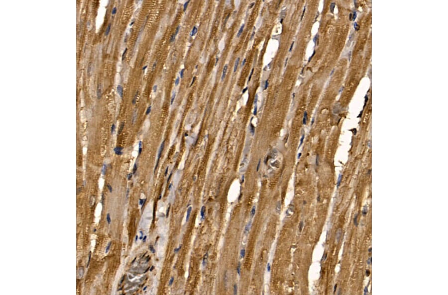 Immunohistochemistry - Anti-RAB35 Antibody (A16047) - Antibodies.com