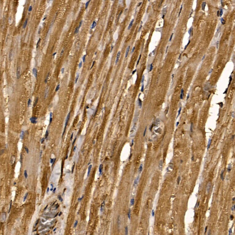 Immunohistochemistry - Anti-RAB35 Antibody (A16047) - Antibodies.com